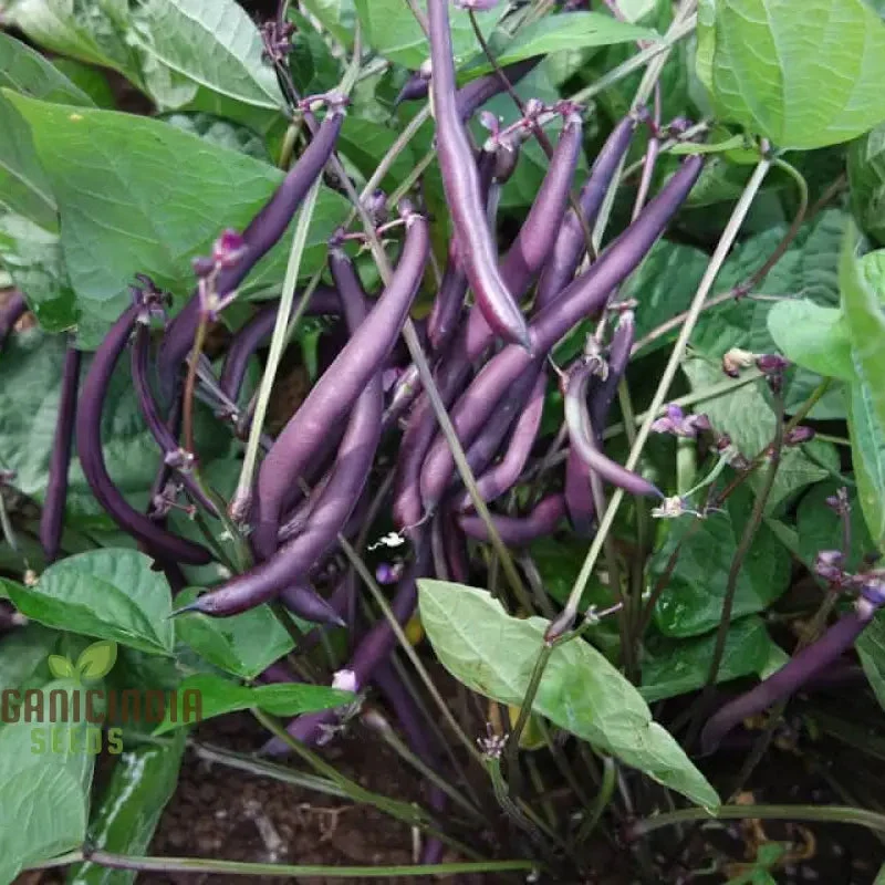 Royalty Purple Pod Bean Seeds For Planting