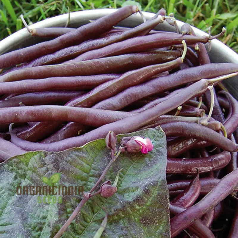 Royalty Purple Pod Bean Seeds For Planting
