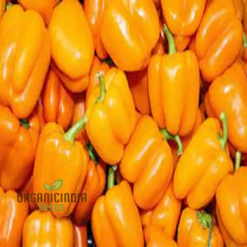 Quadrato Asti Giallo Pepper Vegetable Seeds, Premium Quality Seeds for Gardening Enthusiasts