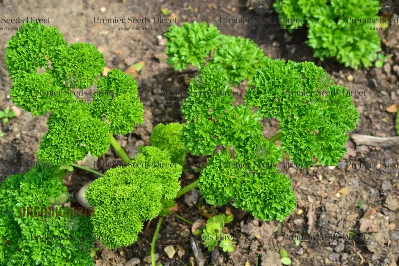 Organic Triple Curled Parsley Seeds – Lush, Fresh Culinary Herb for Home Gardens