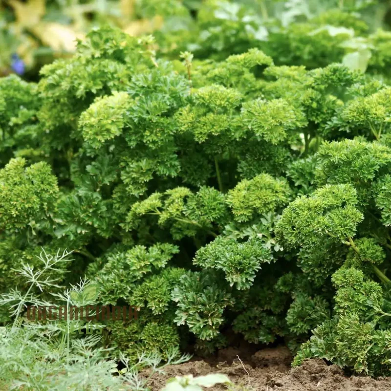 Organic Triple Curled Parsley Seeds – Lush, Fresh Culinary Herb for Home Gardens