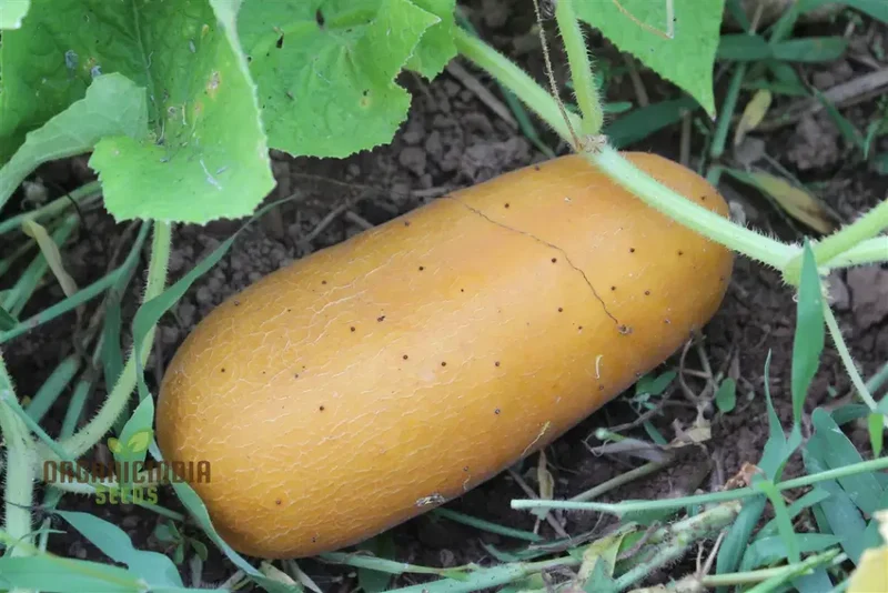 Poona Kheera Cucumber Seeds - Grow Crisp and Flavorful Poona Kheera Cucumbers in Your Garden