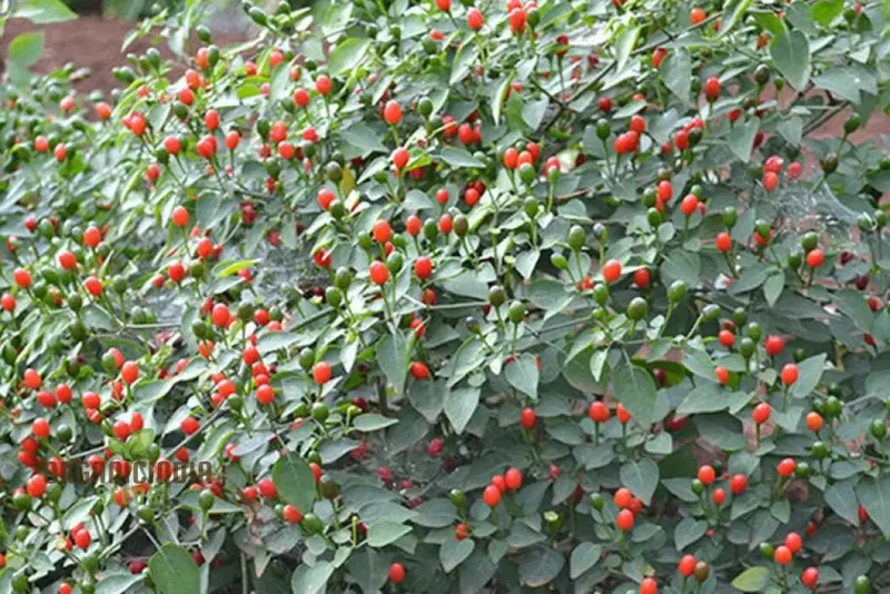 McMahon's Texas Bird Pepper Vegetable Seeds for Gardening Grow Your Own Spicy Garden Delights