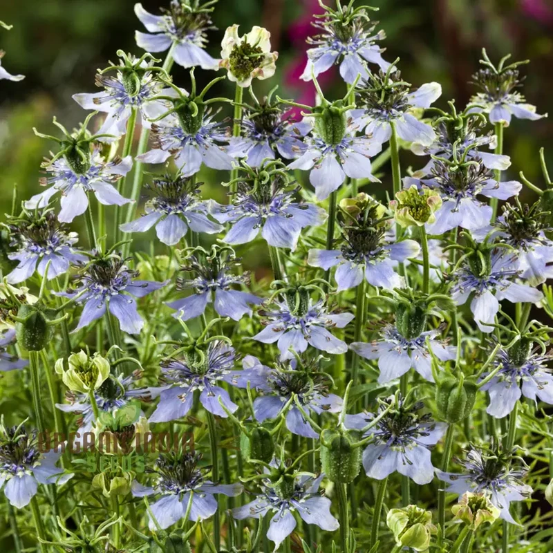 Black Cumin Seeds for Planting and Gardening - High Germination Rate
