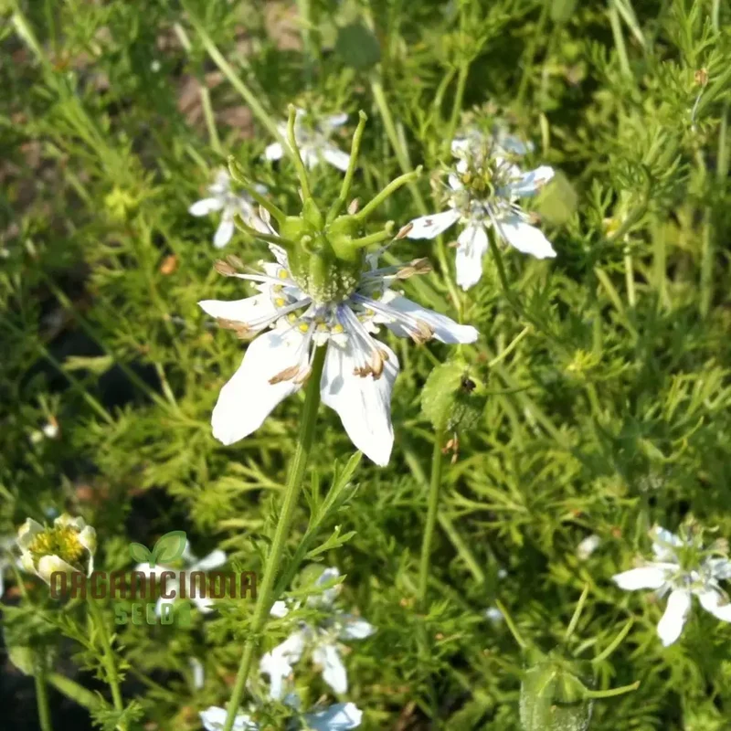 Black Cumin Seeds for Planting and Gardening - High Germination Rate