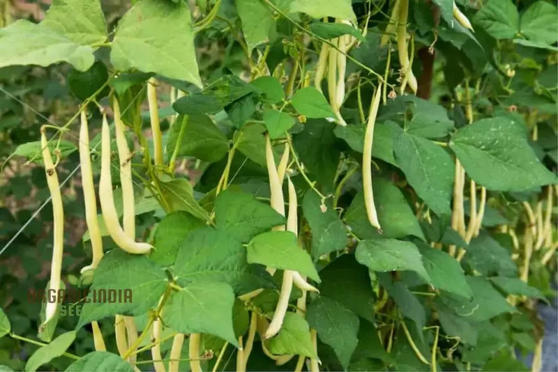Arikara Yellow Bean Seeds For Planting - Heirloom Gardening Delight for Abundant Harvests"