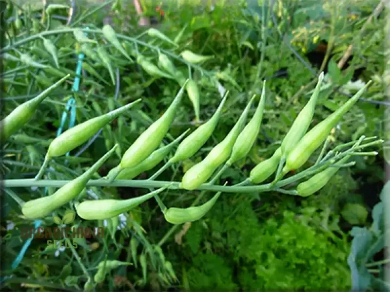 Rat-Tailed Radish Vegetable Seeds, Cultivating Unique and Flavorful Harvests with Expert Planting and Gardening
