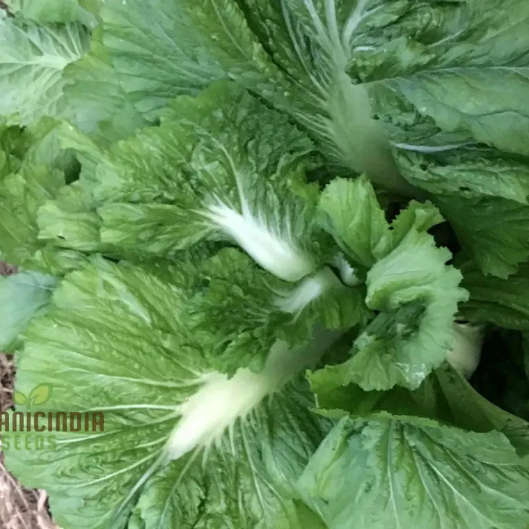 Feaster Family Heirloom Mustard Vegetable Seeds, Premium Quality Seeds for Gardeners, Discover Exceptional Garden Varieties