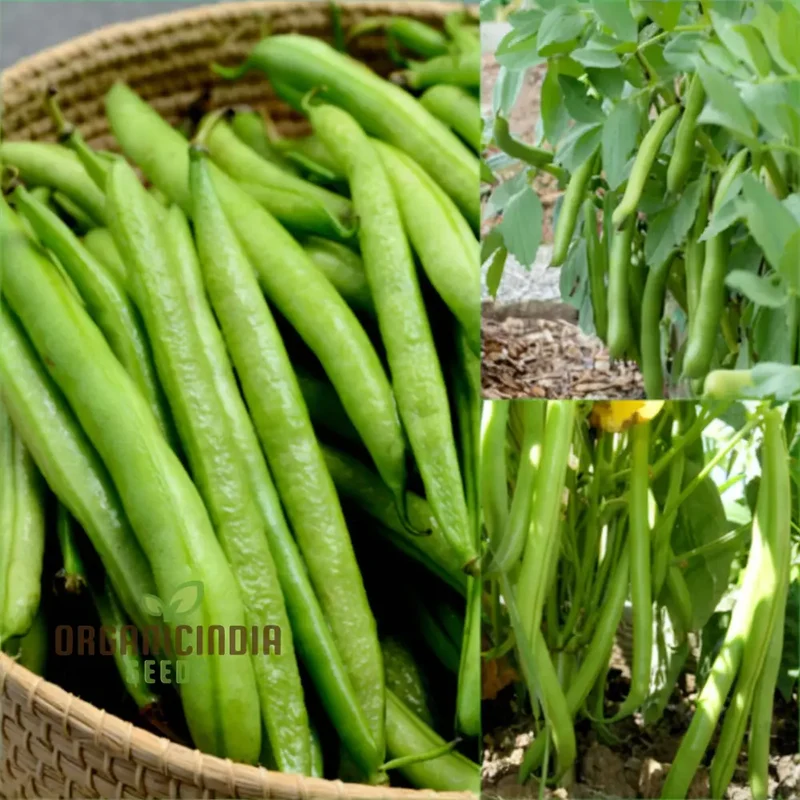 Calypso Bean Seeds For planting: Premium Heirloom Gardening Delight for Your Bountiful Harvest