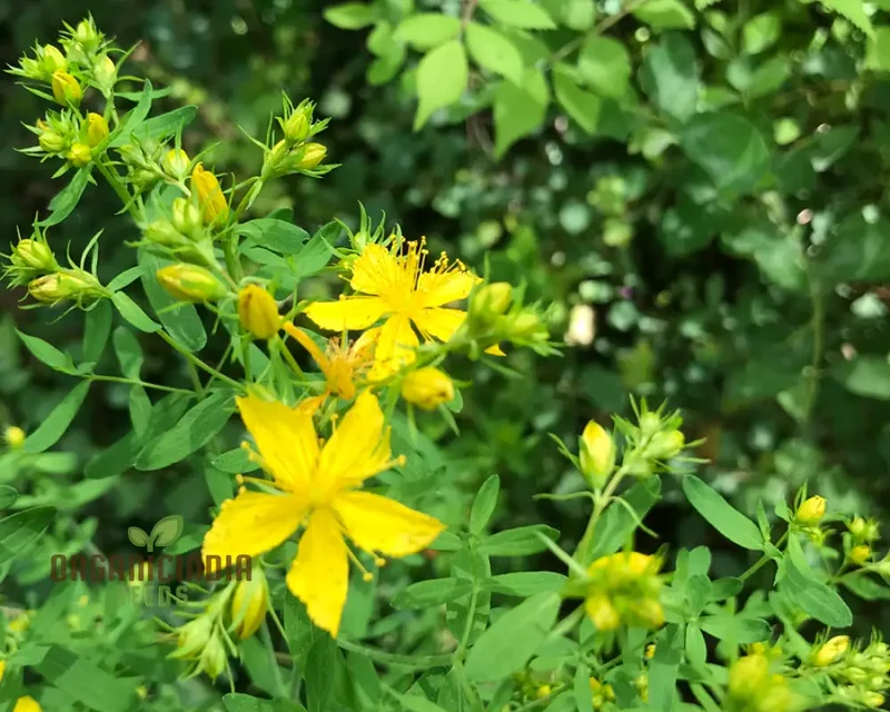 St. John's Wort Seeds for Planting - Perfect for Home Gardens and Herbal Gardens