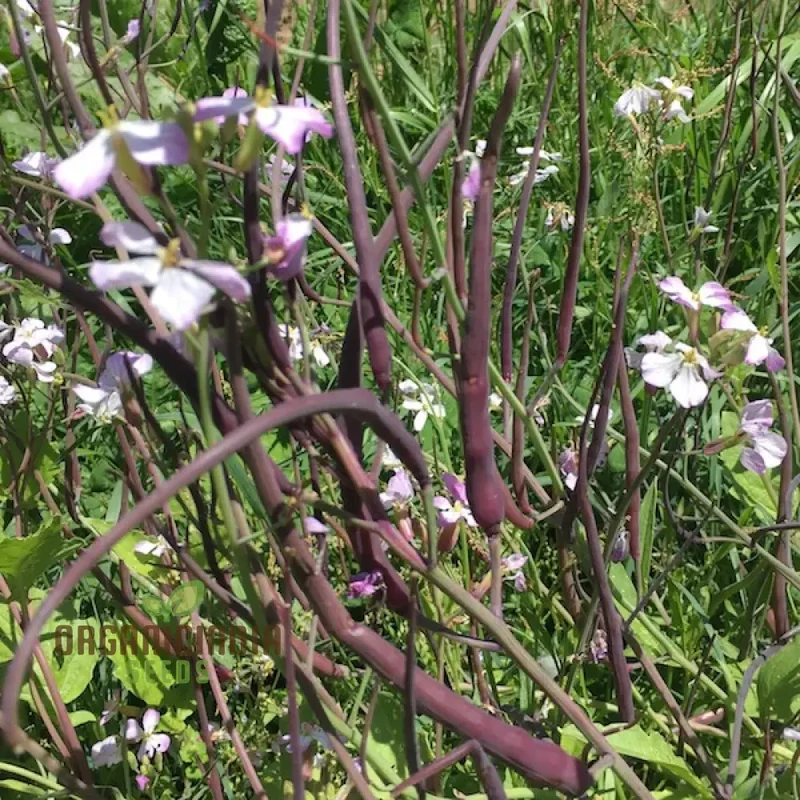Rat Tail (Purple) Radish, Sowing and Growing Tips for Vegetable Seeds
