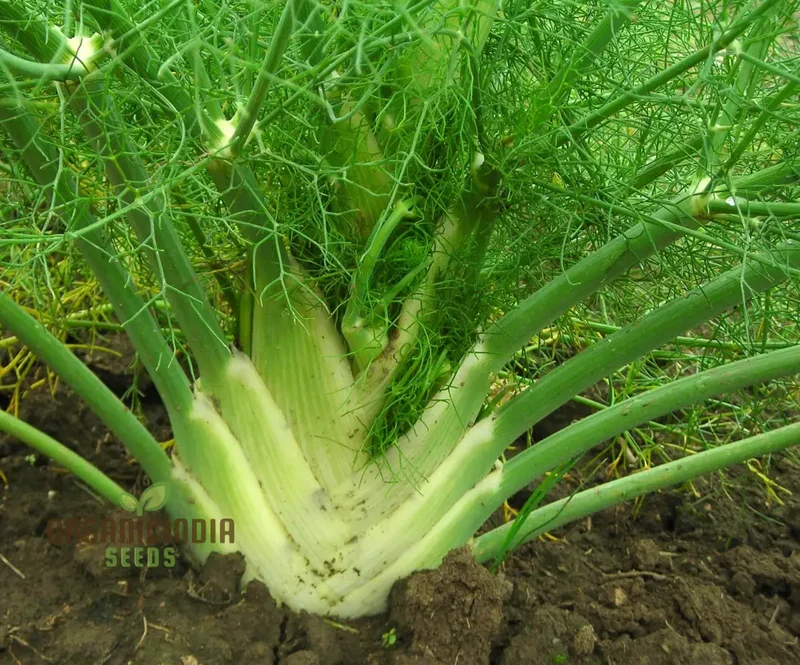 Florence Fennel Seeds – Premium Bulb Fennel for Fresh, Flavorful Home Gardening