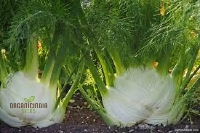 Florence Fennel Seeds – Premium Bulb Fennel for Fresh, Flavorful Home Gardening