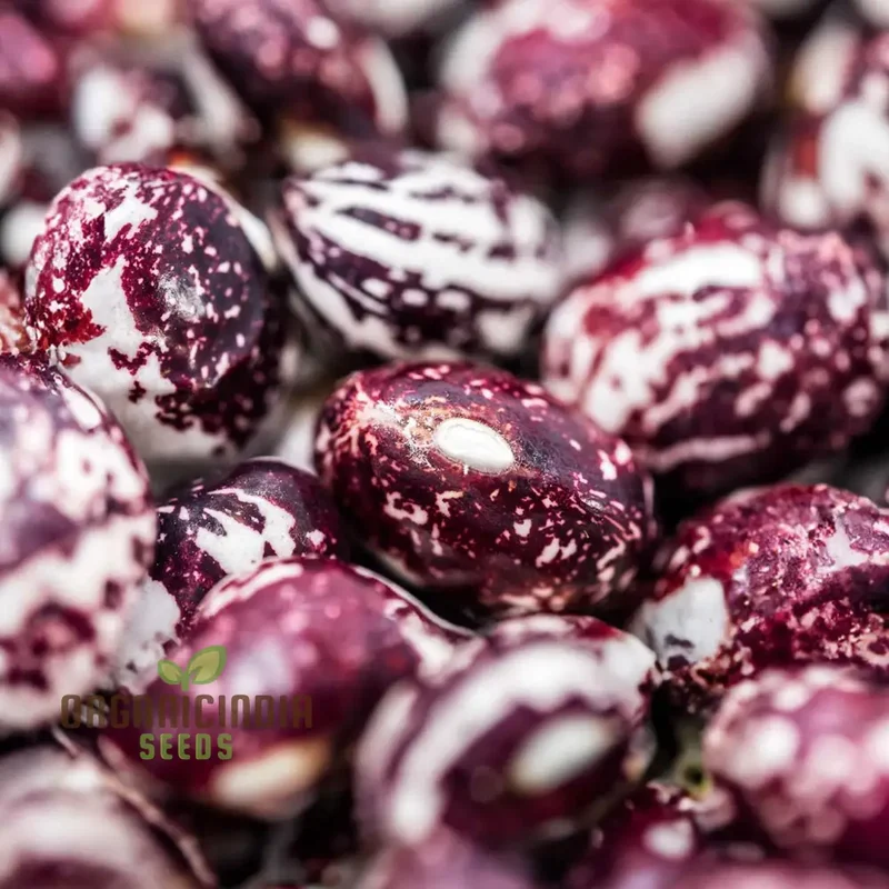Stallard Bean Seeds For planting: Cultivating Your Green Oasis - Premier Gardening Essentials & Expert Advice
