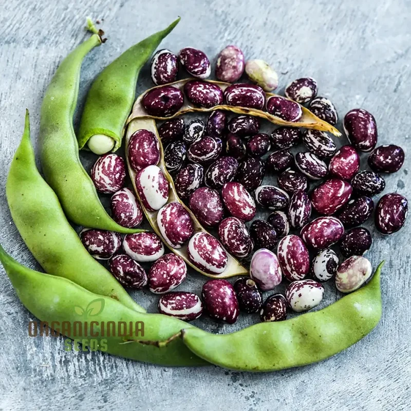 Stallard Bean Seeds For planting: Cultivating Your Green Oasis - Premier Gardening Essentials & Expert Advice
