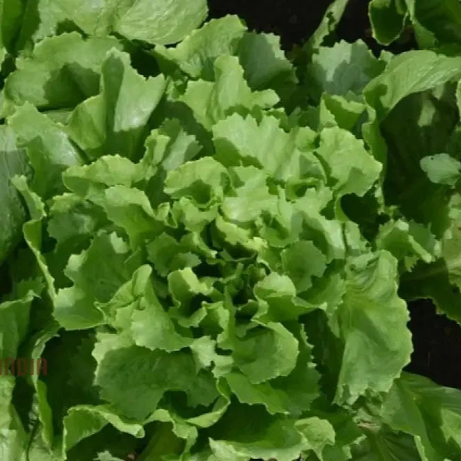 Pink Star Endive Vegetable Seeds, Perfect for Your Garden, Premium Quality Seeds for Gardening Enthusiasts