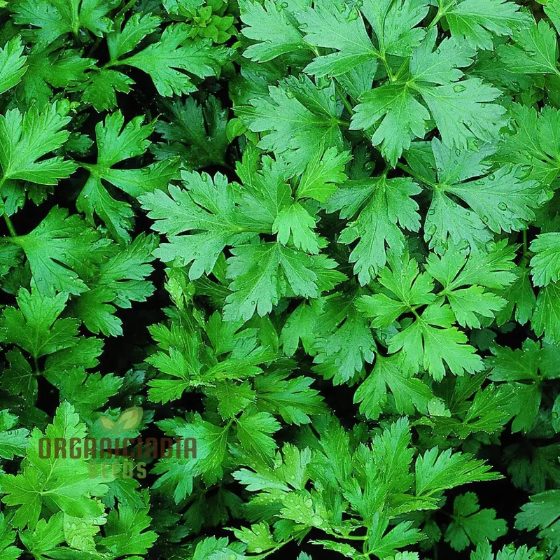 Hosszu Parsley Seeds – High-Yield Herb for Lush Green Growth & Long Harvests
