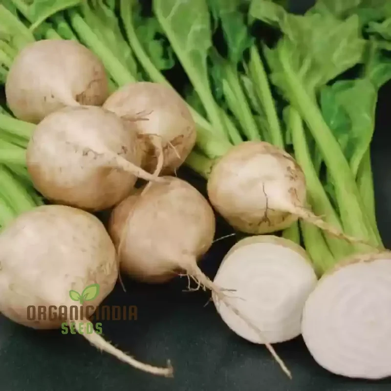 Albino Beet Seeds - Cultivate Unique and Eye-Catching Albino Beets for Your Garden