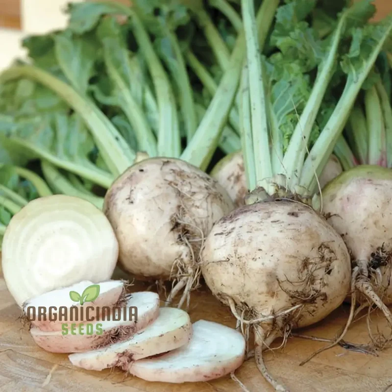 Albino Beet Seeds - Cultivate Unique and Eye-Catching Albino Beets for Your Garden