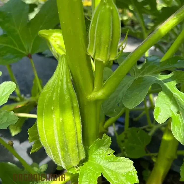 Growing Star of David Okra, Cultivating Exceptional Vegetable Seeds