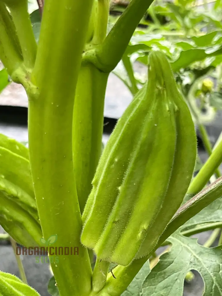 Growing Star of David Okra, Cultivating Exceptional Vegetable Seeds