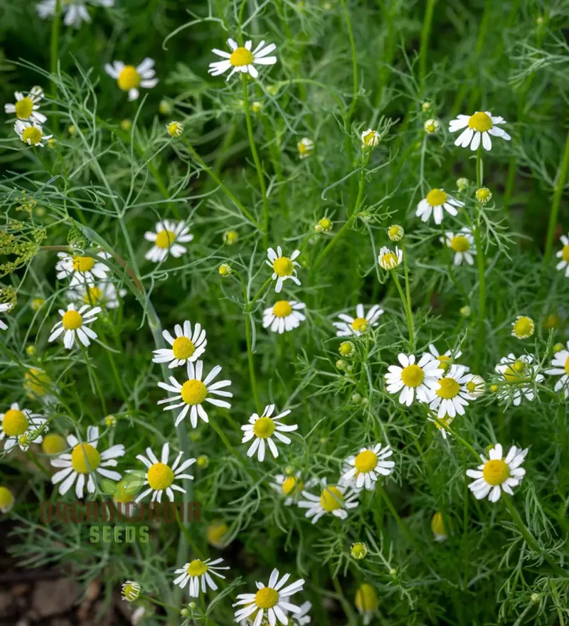 German Chamomile Seeds – Fragrant Blooms for Serene Gardens & Herbal Use