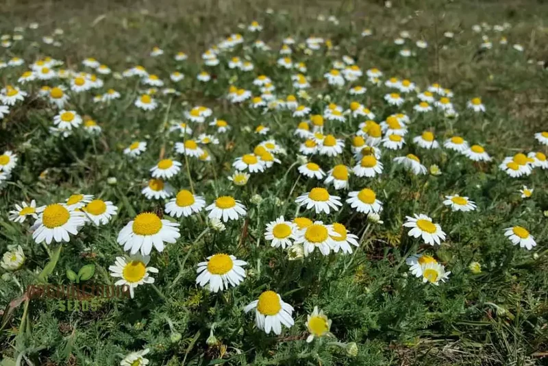 German Chamomile Seeds – Fragrant Blooms for Serene Gardens & Herbal Use