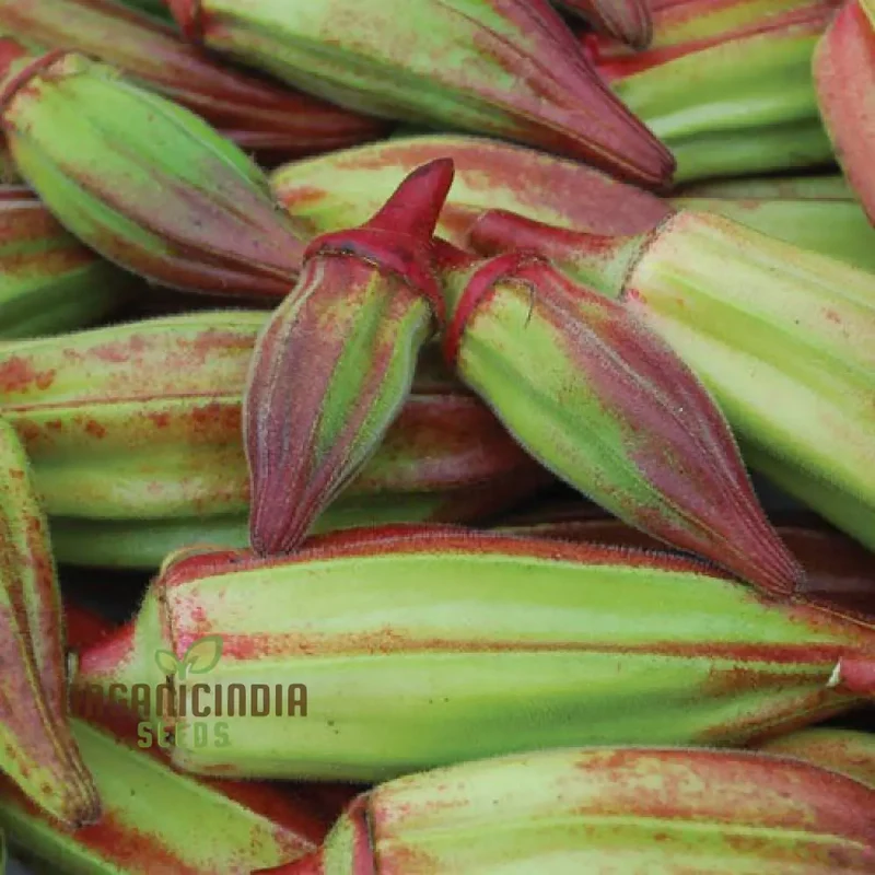 Okra, Hill Country Red Vegetable Seeds, Cultivating Flavorful Harvests with Expert Planting and Gardening
