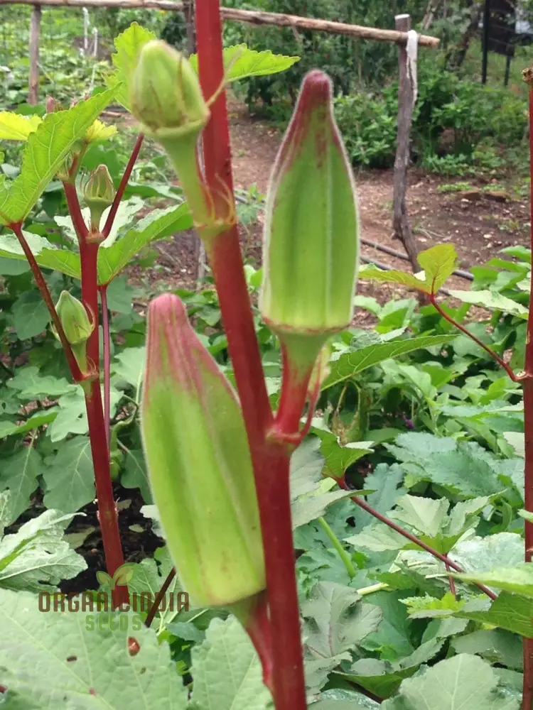 Okra, Hill Country Red Vegetable Seeds, Cultivating Flavorful Harvests with Expert Planting and Gardening