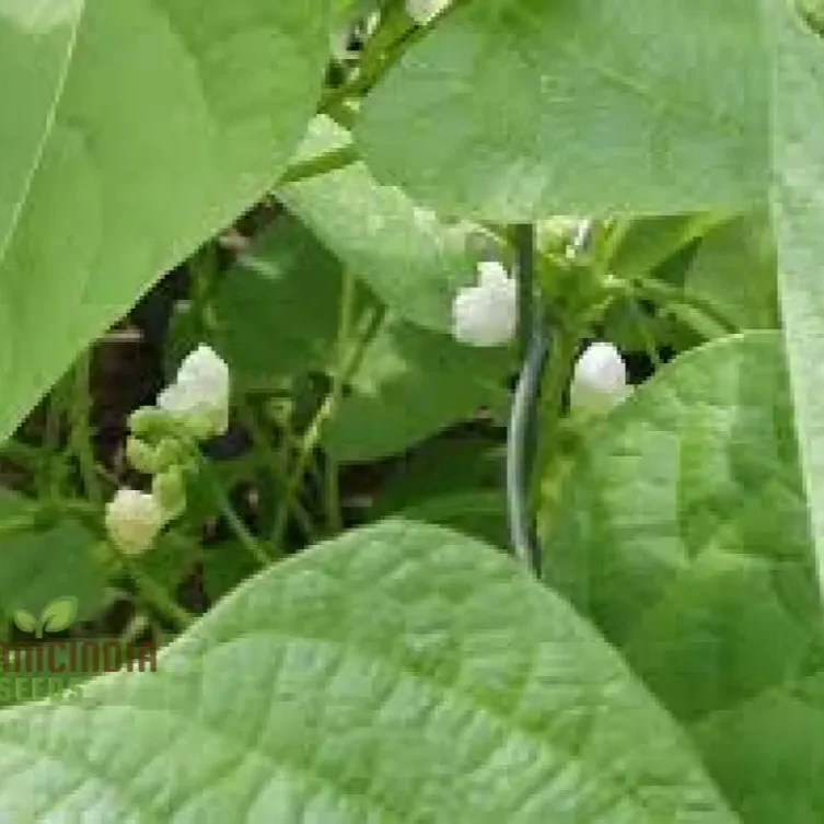 Tiger's Eye Bean Seeds For Planting: Rare Heirloom Gardening Delight with Stunning Visual Appeal