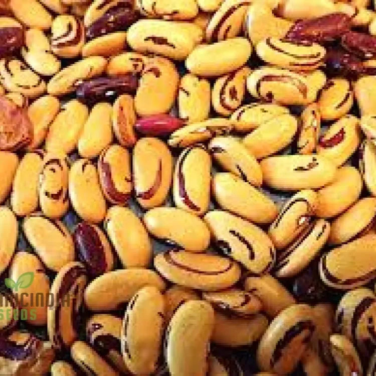 Tiger's Eye Bean Seeds For Planting: Rare Heirloom Gardening Delight with Stunning Visual Appeal