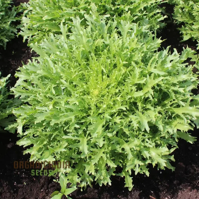 res Fine Maraichere Endive Vegetable Seeds, High-Quality Variety for Gardening Enthusiasts Garden Seeds