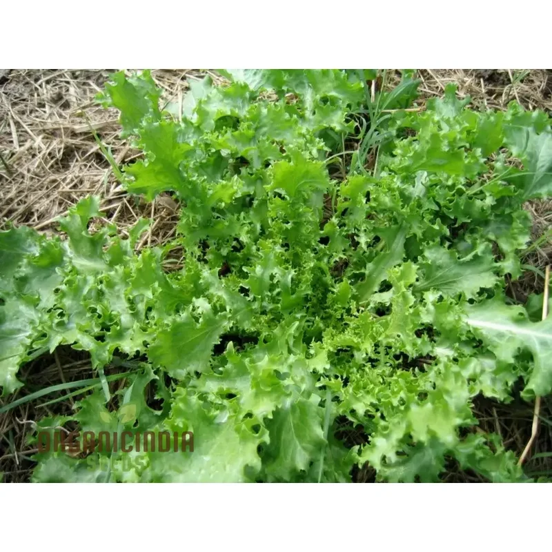 res Fine Maraichere Endive Vegetable Seeds, High-Quality Variety for Gardening Enthusiasts Garden Seeds
