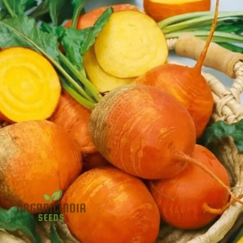 Yellow Intermediate Mangel Beet Seeds - Grow Vibrant Yellow Beets for Your Garden
