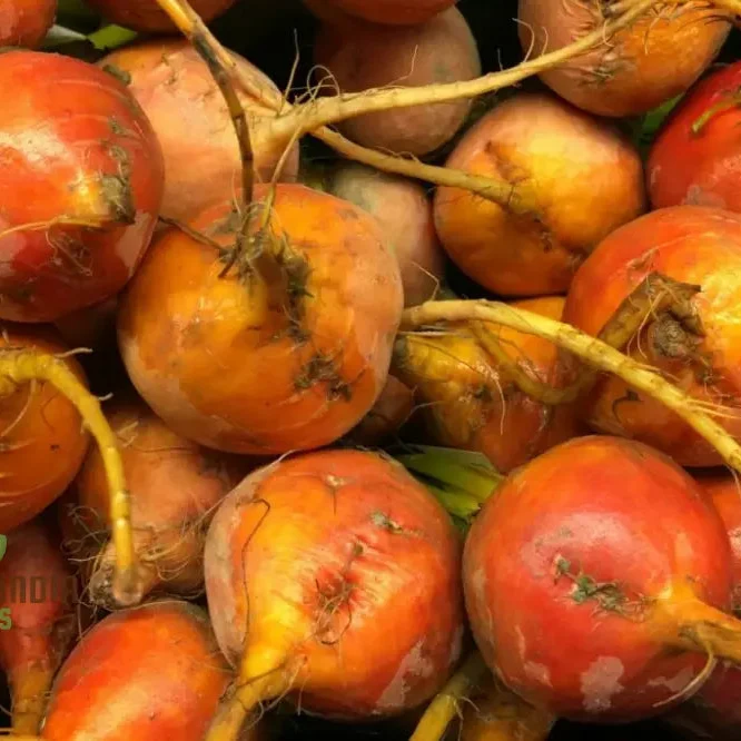 Yellow Intermediate Mangel Beet Seeds - Grow Vibrant Yellow Beets for Your Garden