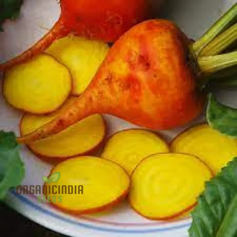 Yellow Intermediate Mangel Beet Seeds - Grow Vibrant Yellow Beets for Your Garden