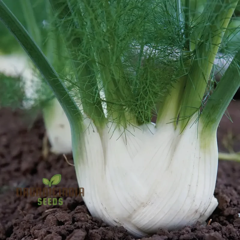 Organic Finale Fennel Seeds – Premium Herb Variety for Home Gardening