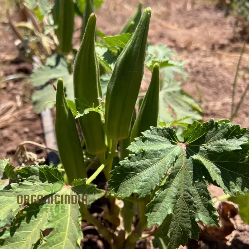 Cajun Jewel Okra , Growing Guide and Tips for Vegetable Seeds