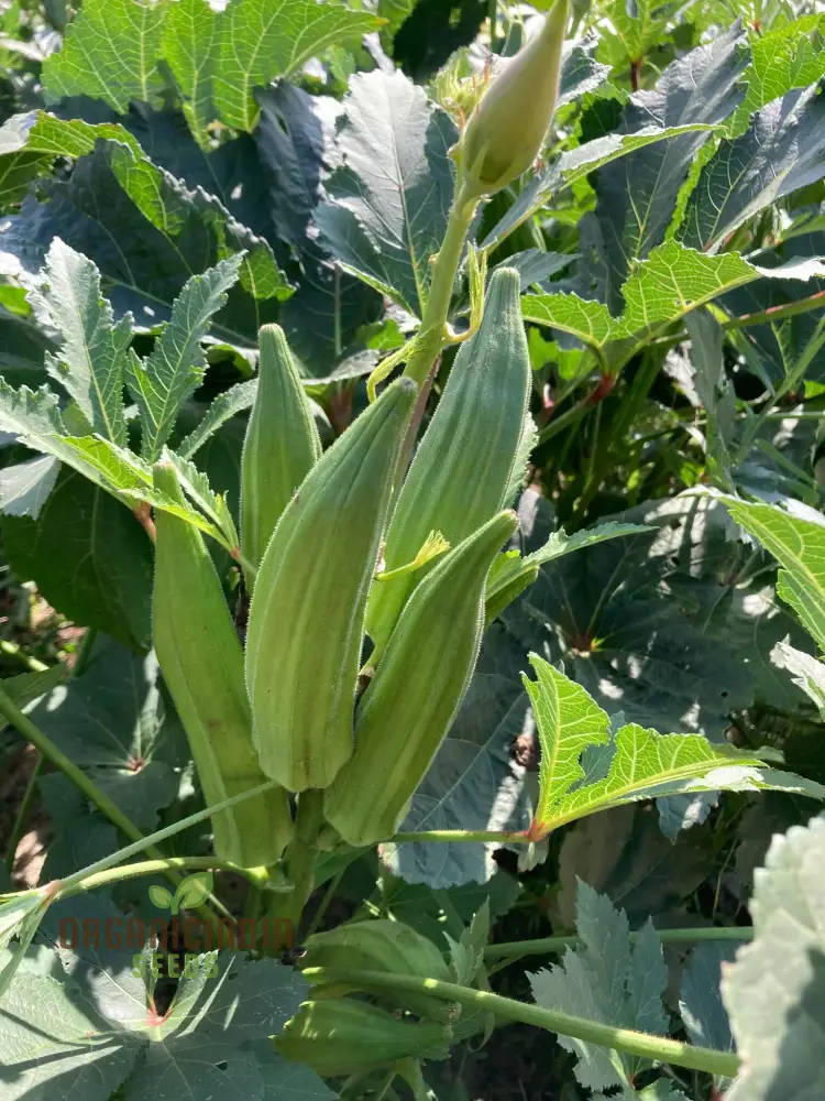 Cajun Jewel Okra , Growing Guide and Tips for Vegetable Seeds