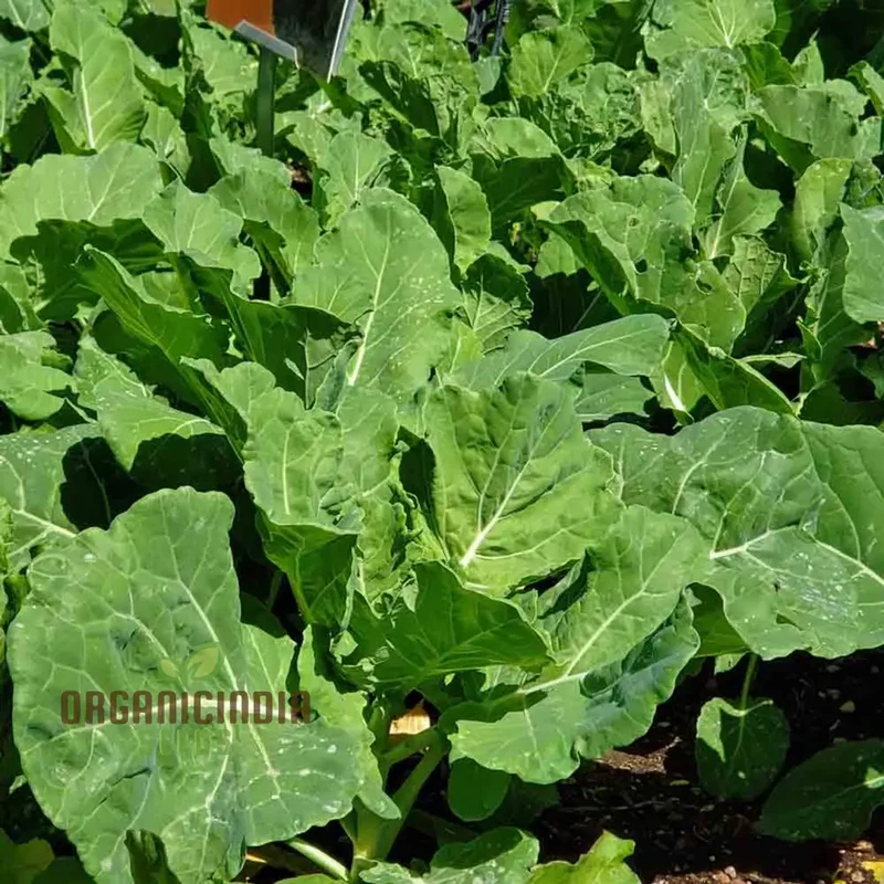 Ellen Felton Dark Vegetable Seeds, Exceptional Variety for Gardening Enthusiasts, Premium Garden Seed Collection