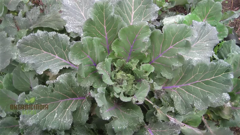 Ellen Felton Dark Vegetable Seeds, Exceptional Variety for Gardening Enthusiasts, Premium Garden Seed Collection