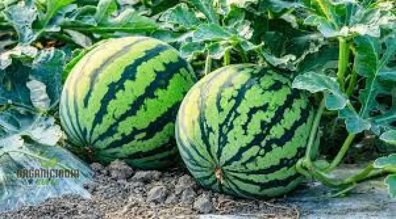 Citron Red Seeded Watermelon Seeds For planting: Exquisite Gardening Delight with Abundant Seed
