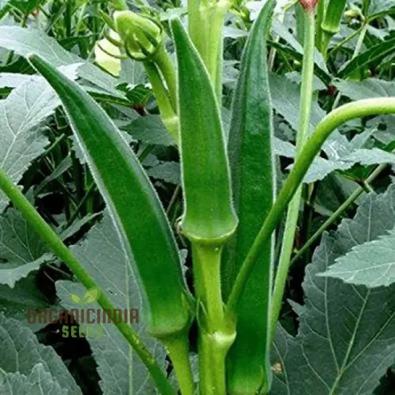 Simpson Okra Vegetable Seeds, Growing Hardy and Delicious Harvests with Expert Planting and Gardening