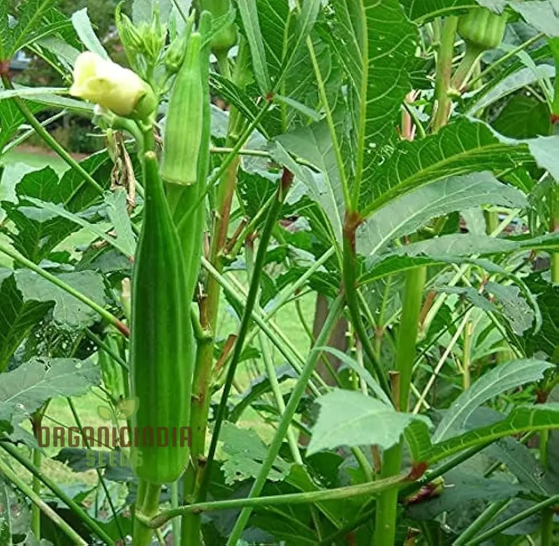 Simpson Okra Vegetable Seeds, Growing Hardy and Delicious Harvests with Expert Planting and Gardening