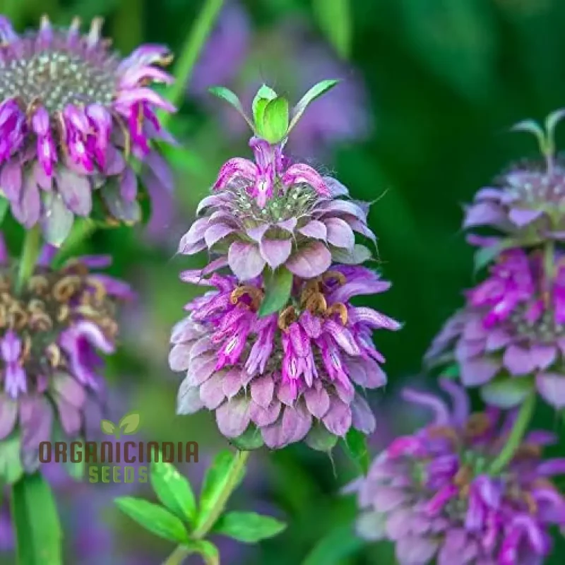 Lemon Mint Seeds for Planting – Fragrant, Fresh-Growing Mint Variety