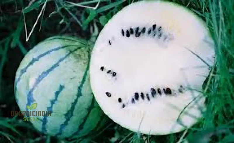 Cream of Saskatchewan Watermelon Seeds For Planting: Exquisite Gardening Delight for Your Summer Oasis
