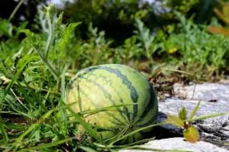 Cream of Saskatchewan Watermelon Seeds For Planting: Exquisite Gardening Delight for Your Summer Oasis