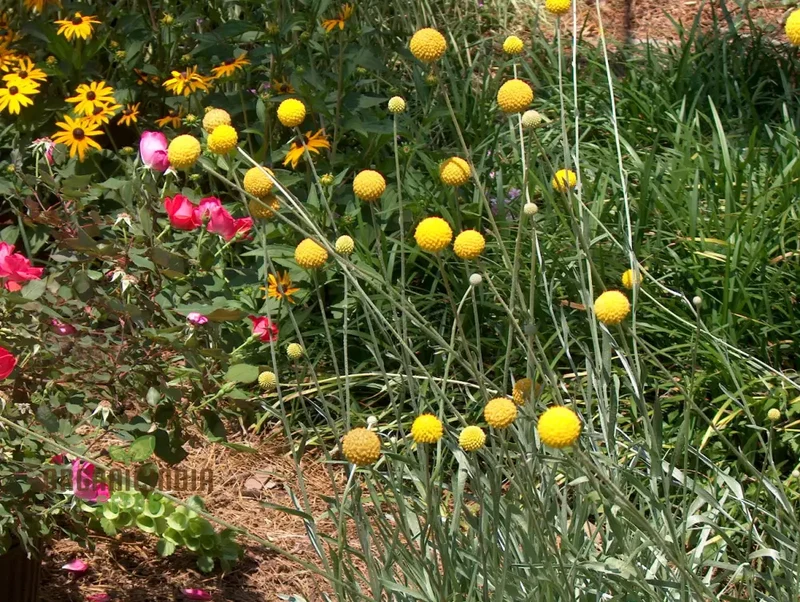 Drumstick Flower Seeds - Add Exotic Beauty to Your Garden with Drumstick Flowers