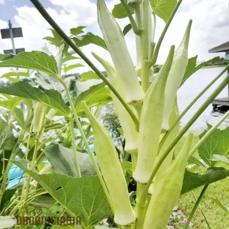 Silver Queen Okra Seeds, Growing Flavorful Harvests with Expert Planting and Gardening