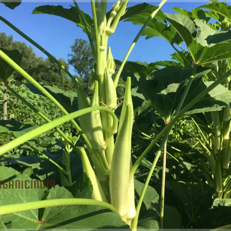 Silver Queen Okra Seeds, Growing Flavorful Harvests with Expert Planting and Gardening